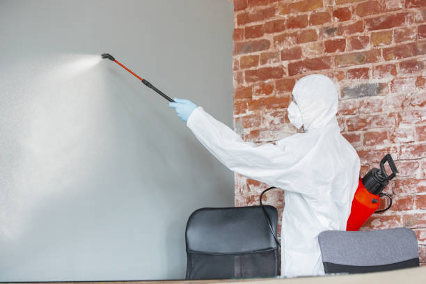 Best Basement Mold Removal  in Elm Creek, NE