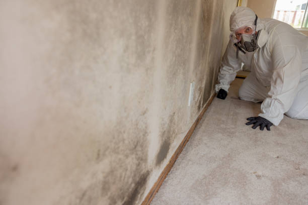 Best Environmental Consulting for Mold Prevention  in Elm Creek, NE